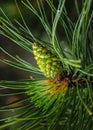 Pine with Cone Royalty Free Stock Photo