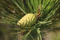 Pine cone green Royalty Free Stock Photo