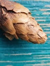 Pine cone on a green wooden background.