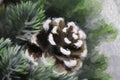 Digital painting of pine cone and greenery. Christmas painting.