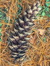 Pine Cone