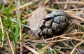 A pine cone is on the ground Royalty Free Stock Photo
