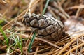 A pine cone is on the ground Royalty Free Stock Photo