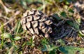 A pine cone is on the ground Royalty Free Stock Photo