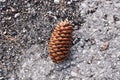 Pine cone on the ground. Close-up - a bump. Royalty Free Stock Photo