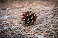 Pine cone on ground covered by needles Royalty Free Stock Photo
