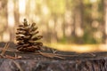 Pine cone on ground covered by needles Royalty Free Stock Photo