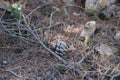 a pine cone on the ground on the dry leaves that have fallen from the pine tree of Mediterranean origin Royalty Free Stock Photo