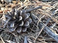 Pine cone on ground in a forest during autumn Royalty Free Stock Photo