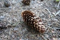 Pine cone on the ground in the forest Royalty Free Stock Photo