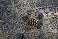Pine cone on the ground, forest, spruce Royalty Free Stock Photo