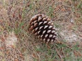 Pine cone on ground Royalty Free Stock Photo