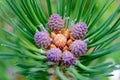 Pine cone growing in spring. Close up view