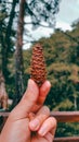 a pine cone in hand while adventuring in the pine forest in bogor