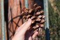 Pine cone in hand.