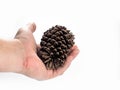 Pine cone on hand, isolated on white background Royalty Free Stock Photo