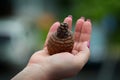 pine cone in hand nature fall Royalty Free Stock Photo