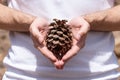 Pine cone in the hands. Natural wallpaper. Nature in the hands Royalty Free Stock Photo