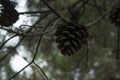 Pine cone hanging on branch