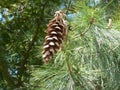 Pine Cone hanging from Fir Tree