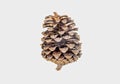 pine cone isolate on white background