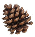 Pine cone Royalty Free Stock Photo