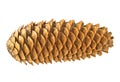 Pine cone isolated on white background Royalty Free Stock Photo