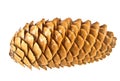 Pine cone isolated on white background Royalty Free Stock Photo