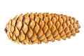 Pine cone isolated on white background Royalty Free Stock Photo