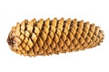 Pine cone isolated on white background Royalty Free Stock Photo