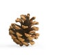 Pine cone isolated on a white background Royalty Free Stock Photo