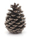 Pine Cone