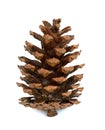 Pine cone isolated white background Royalty Free Stock Photo