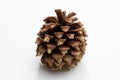 Pine cone isolated on white background Royalty Free Stock Photo