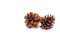 Pine cone on white background for Christmas decorative Royalty Free Stock Photo