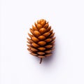 Pine Cone Isolated on White Background Royalty Free Stock Photo