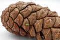 Pine Cone isolated on white background with the little green bug. Macro photography Royalty Free Stock Photo