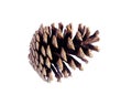 Pine cone isolated on a white background without a shadow. Close up. Macro. Royalty Free Stock Photo