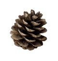 Pine cone isolated white Royalty Free Stock Photo