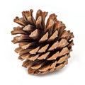 Pine Cone Isolated On White Royalty Free Stock Photo
