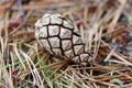 Pine cone Royalty Free Stock Photo