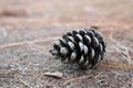 A Pine Cone Laying on the Forest Floor Royalty Free Stock Photo