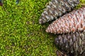 Pine Cone laying on green Moss,bryophytes. Royalty Free Stock Photo