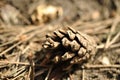 Pine cone lies on the ground on pine needles closeup