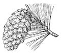 Pine Cone of Limber Pine vintage illustration