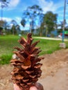 Pine cone they are little treasures drop from the tree and wait like a new friends tobe found