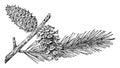 Pine Cone of Lodgepole Pine vintage illustration