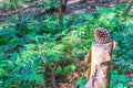 Pine cone on a cutted tree stump in a forest landscape Royalty Free Stock Photo