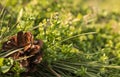 A pine cone lying on the forest floor in the middle of grass and small green plants in early spring Royalty Free Stock Photo