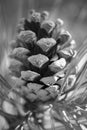 Pine cone, macro black and white photo. Royalty Free Stock Photo